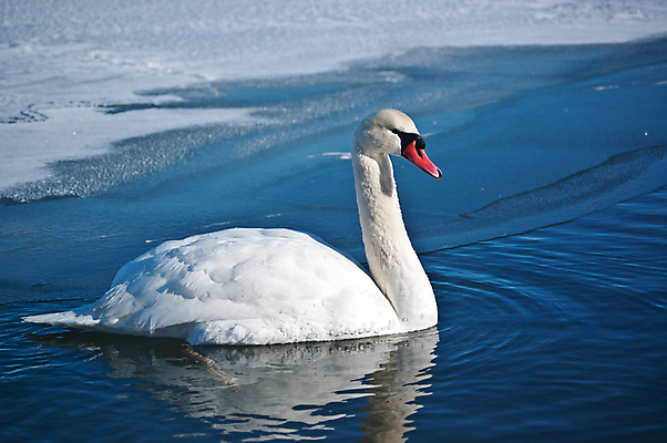 포토 JPG 해외이미지 주간 한마리 호수 사람없음 야외 백조 해외202004 해외포토 자연요소 1 조류 파일형식 이미지허브