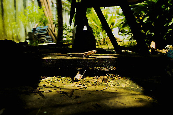 포토 JPG 해외이미지 식물 동물 야생동물 파충류 자연 전등 그림자 사람없음 초록색 빛 태양 노란색 정원 선탠 내추럴 정물화 혼자 생존 해외202004 해외포토 자연요소 컬러 조명 그림 생태계 파일형식 이미지허브