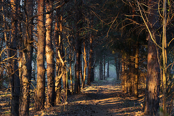 포토 JPG 해외이미지 나무 계절 공원 도로 길 백그라운드 잎 오렌지 자국 자연 벽지 아침 동화 휴식 풍경 사람없음 야외 목재 가로 빨간색 파란색 빛 노란색 환경 새벽 산책 하이킹 할로윈 추위 안개 광선 가을 터널 숲 신비 오솔길 기적 장면 공상 방법 뿌연 해외202004 해외포토 주간 자연요소 식물 공공시설 컬러 컨셉 과일 재료 교통시설 레저 날씨 생태계 파일형식 이미지허브