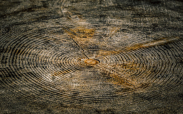 포토 JPG 해외이미지 선 백그라운드 패턴 자연 사람없음 목재 갈색 반지 닫기 질감 보케 날카로움 내추럴 블러 수목 해외202004 해외포토 나무 컬러 무늬 재료 장신구 모션 생태계 파일형식 이미지허브