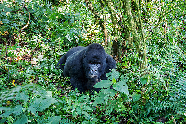 포토 JPG 해외이미지 동물 공원 야생동물 여행 포유류 가족 아프리카 자연 초식동물 휴가 산 사람없음 원숭이 숲 큼 열대우림 사파리 멸종 유인원 고릴라 르완다 우간다 전국 콩고 해외202004 해외포토 공공시설 나라 관계 크기 생태계 파일형식 이미지허브