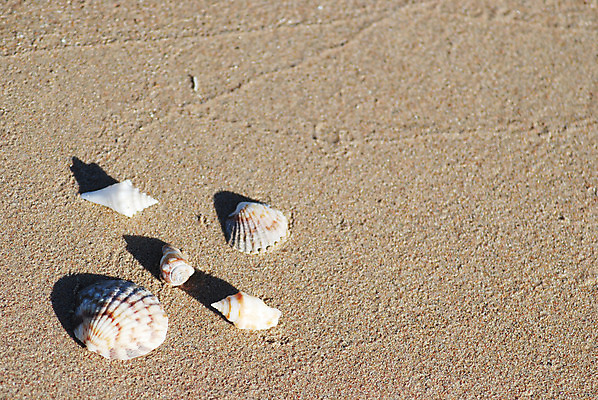 포토 JPG 해외이미지 모래 파도 바다 자연 휴가 조개 열대 나선형 갑각류 해변 사람없음 물 모래사장 맑음 껍질 조약돌 원형 해외202004 해외포토 자연요소 도형 동물 무늬 날씨 어패류 돌_바위 생태계 파일형식 이미지허브