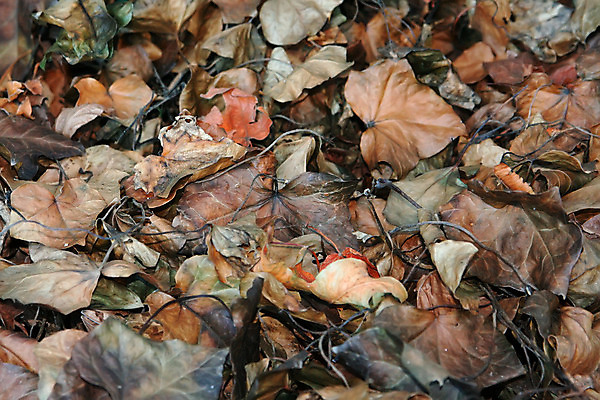 포토 JPG 해외이미지 식물 백그라운드 잎 자연 건조 사람없음 갈색 가을 죽음 아이비 내추럴 해외202004 해외포토 계절 컬러 생태계 파일형식 이미지허브