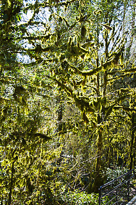 포토 JPG 해외이미지 나무 식물 손 계절 잎 자연 손잡이 이끼 사람없음 야외 초록색 울타리 상자 정원 봄 성장 칼날 닫기 발굴 원예 클립 날카로움 다듬기 돌봄 옛날 울퉁불퉁 원예사 제목 그리너리 해외202004 해외포토 직업 컬러 모션 취미 신체부위 담장 생태계 파일형식 트랜드컬러 이미지허브