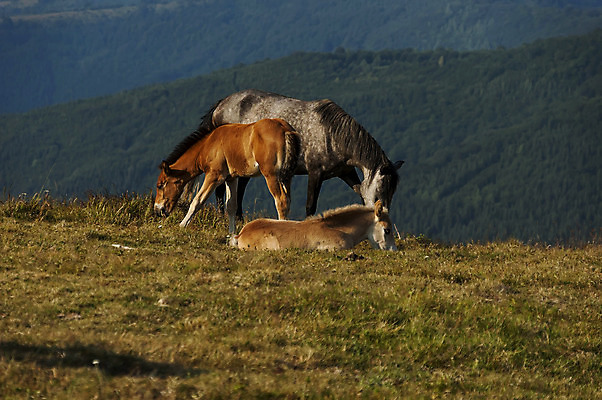 포토 JPG 해외이미지 나무 동물 계절 꽃 야생동물 밭 포유류 가족 자연 산 풍경 사람없음 초록색 여름 갈색 검은색 자유 흰색 시골 숲 먹기 언덕 갈기 통과 불가리아 웅장함 찰과상 해외202004 해외포토 식물 컬러 컨셉 농업 관계 모션 상처 생태계 파일형식 남유럽 이미지허브