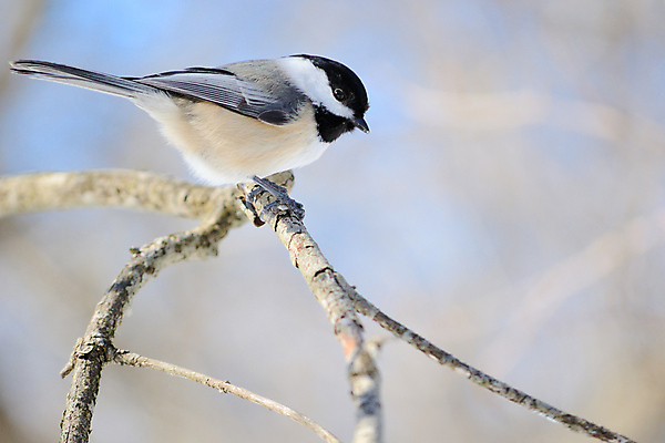 포토 JPG 해외이미지 야생동물 자연 조류 사람없음 야외 숲 해외202004 해외포토 동물 생태계 파일형식 이미지허브