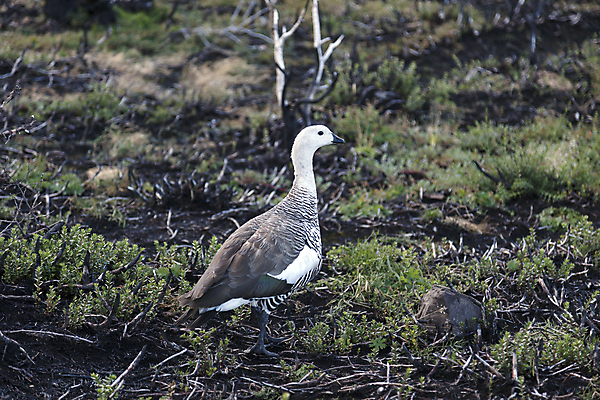 포토 JPG 해외이미지 동물 여행 자연 조류 사람없음 남아메리카 거위 칠레 해외202004 해외포토 아메리카 생태계 파일형식 이미지허브