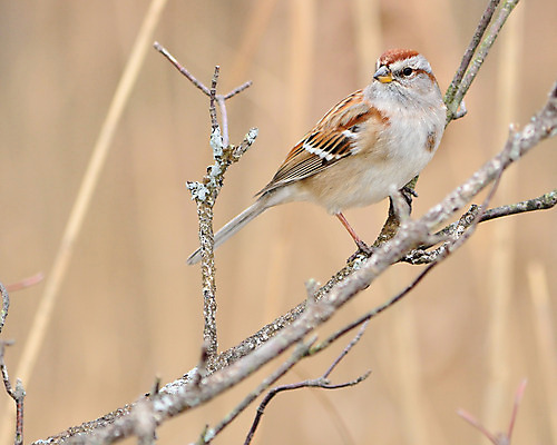포토 JPG 해외이미지 동물 야생동물 자연 조류 사람없음 야외 숲 참새 해외202004 해외포토 생태계 파일형식 이미지허브