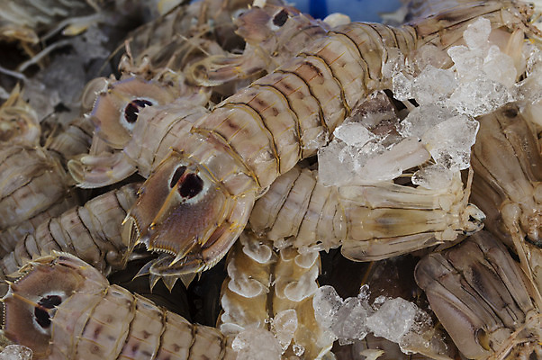 포토 JPG 해외이미지 동물 계절 음식 바다 백그라운드 비즈니스 재료 자연 낚시 새우 건강 어류 사람없음 항구 주방 식사 저녁식사 신선 그룹 시장 맛 지중해 먹기 해산물 질감 날것 낚시꾼 전문 해외202004 해외포토 컨셉 교통시설 모션 레저 갑각류 수중동물 생태계 파일형식 이미지허브