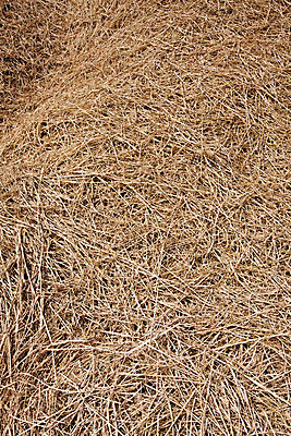 포토 JPG 해외이미지 식물 동물 계절 음식 줄기 백그라운드 패턴 밭 농업 자연 추상 건조 옥수수 사람없음 야외 여름 빛 농작물 농장 갈색 노란색 쌓기 가을 시골 거친 황금 건초더미 볏짚 땅 자르기 유기농 질감 날카로움 장면 밀짚 헛간 흙더미 외양간 혼란 효과 해외202004 해외포토 웰빙 산업 컬러 컨셉 무늬 모션 곡류 흙 건초 짚 생태계 저장고 파일형식 더미 이미지허브