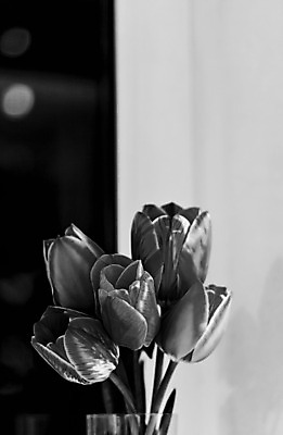 포토 JPG 해외이미지 식물 디자인 계절 꽃잎 꽃 꽃다발 백그라운드 컨셉 잎 꽃무늬 자연 추상 휴가 발렌타인데이 선물 사랑 미술 사람없음 장식 초록색 물 빛 검은색 봄 튤립 수확 벚꽃 흰색 물방울 신선 낟알 다발 심볼 질감 내추럴 고립 옛날 해외202004 해외포토 자연요소 감정 컬러 무늬 농업 데이이벤트 문화예술 생태계 파일형식 이미지허브