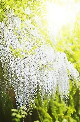 포토 JPG 해외이미지 나무 식물 꽃 분홍색 잎 자연 사람없음 초록색 정원 보라색 봄 벚꽃 개화 제비꽃 원예 라일락 내추럴 해외202004 해외포토 계절 컬러 취미 생태계 파일형식 이미지허브