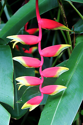 포토 JPG 해외이미지 나무 식물 웰빙 계절 공원 꽃 여행 잎 농업 자연 휴식 사람없음 야외 초록색 평화 우주 환경 정원 벚꽃 나뭇가지 시골 순수 생태계 지역 산소 생태학 양치류 해외202004 해외포토 공공시설 교육 산업 컬러 컨셉 원소 파일형식 이미지허브