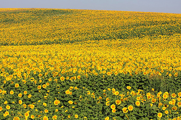 포토 JPG 해외이미지 식물 꽃 문화 지구 밭 농업 자연 하늘 해바라기 풍경 사람없음 야외 초록색 파란색 농장 노란색 맑음 활발 성장 시골 장면 흐림 해외202004 해외포토 산업 컬러 컨셉 날씨 생태계 파일형식 이미지허브
