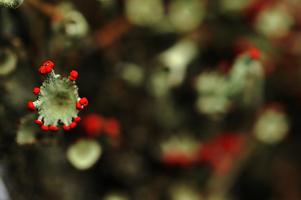 포토 JPG 해외이미지 식물 백그라운드 쿠션 잎 패턴 자연 추상 이끼 풍경 사람없음 야외 초록색 여름 환경 회색 추위 매트 성장 가을 흰색 황무지 닫기 숲 작음 북극 질감 북쪽 내추럴 곰팡이 순록 해외202004 해외포토 계절 컬러 무늬 모션 크기 극지방 방향 생태계 파일형식 이미지허브