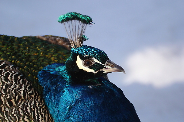 포토 JPG 해외이미지 동물 남자 겨울 자연 조류 사람없음 파란색 컬러풀 머리 흰색 우아함 공작 깃털 부리 고립 이국적 터키석 해외202004 해외포토 계절 컬러 컨셉 사람 신체부위 보석 생태계 파일형식 이미지허브