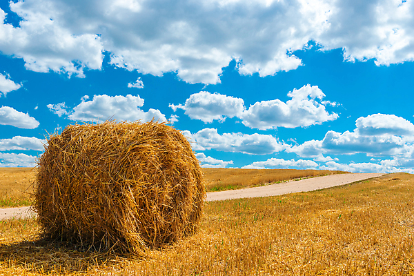 포토 JPG 해외이미지 주간 구름 농업 하늘 풍경 사람없음 야외 농경지 짚더미 뭉치 해외202004 해외포토 자연요소 산업 농장 볏짚 파일형식 더미 이미지허브