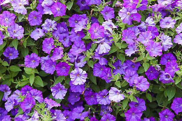 포토 JPG 해외이미지 식물 계절 기념일 꽃잎 꽃 줄기 꽃다발 백그라운드 꽃무늬 자연 벽지 사람없음 장식 초록색 파란색 우주 정원 봄 벚꽃 신선 센터 닫기 정상 허브 순수 묘사 싱글 원예 질감 데이지 심플 꽃수술 완벽 해외202004 해외포토 컬러 컨셉 무늬 모션 이벤트 취미 생태계 파일형식 이미지허브