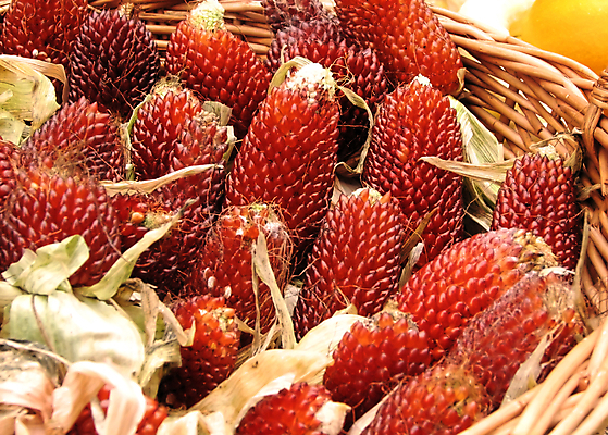 포토 JPG 해외이미지 과일 옥수수 사람없음 장식 빨간색 바구니 가을 추수감사절 해외202004 해외포토 계절 기독교 컬러 곡류 파일형식 이미지허브