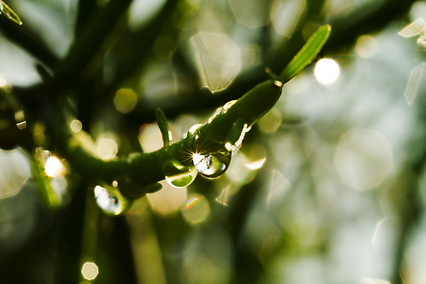 포토 JPG 해외이미지 식물 줄기 백그라운드 잎 자연 아침 추상 잔디 사람없음 야외 장식 초록색 물 빛 햇빛 반사 환경 정원 봄 활발 젖음 성장 물방울 신선 투명 액체 칼날 떨어짐 이슬 작음 빗방울 허브 순수 보케 내추럴 해외202004 해외포토 주간 자연요소 계절 컬러 컨셉 무늬 태양 비_날씨 크기 생태계 파일형식 이미지허브
