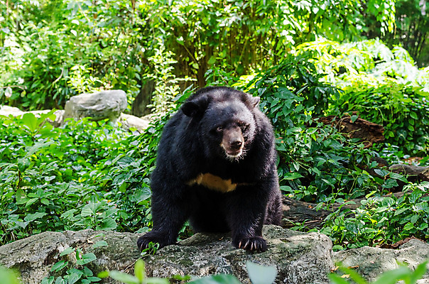 포토 JPG 해외이미지 동물 남자 아시아 얼굴 야생동물 곰 포유류 털 동물원 동양인 사람없음 정원 검은색 힘 코트 달 위험 큼 귀 육식동물 멸종 무거움 이국적 히말라야 해외202004 해외포토 자연요소 나라 컬러 컨셉 사람 인종 신체부위 외투 무게 크기 파일형식 산맥 이미지허브