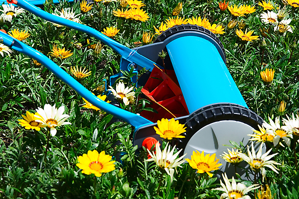 포토 JPG 해외이미지 꽃 자연 잔디 사람없음 흙 뿌리 해외202004 해외포토 식물 생태계 파일형식 이미지허브