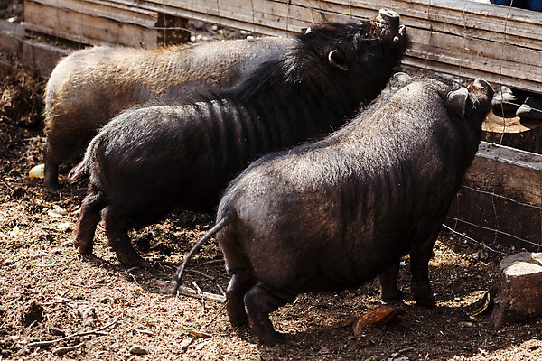 포토 JPG 해외이미지 동물 자연 3 사람없음 농장 검은색 돼지 방목장 해외202004 해외포토 컬러 농업 포유류 생태계 파일형식 이미지허브