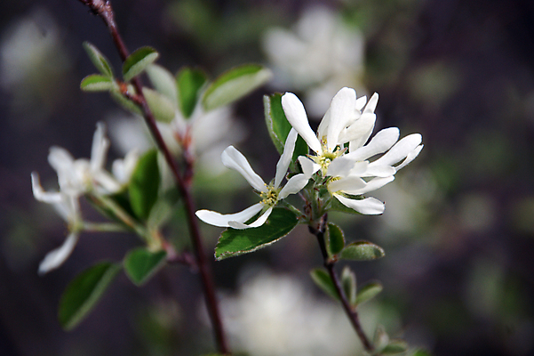 포토 JPG 해외이미지 식물 계절 공원 꽃 잎 꽃무늬 자연 하늘 산 풍경 사람없음 야외 여름 파란색 환경 봄 들꽃 벚꽃 흰색 알프스 내추럴 아네모네 해외202004 해외포토 공공시설 유럽 컬러 무늬 생태계 파일형식 이미지허브