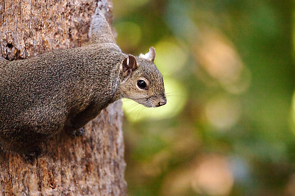 포토 JPG 해외이미지 나무 동물 야생동물 사람없음 설치류 먹기 다람쥐 나폴리 플로리다 해외202004 해외포토 식물 모션 미국 이탈리아 파일형식 이미지허브