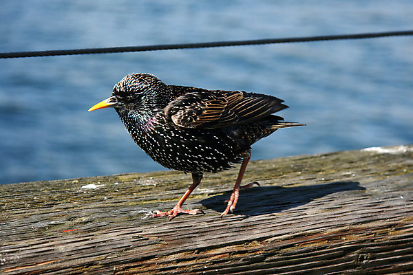 포토 JPG 해외이미지 동물 야생동물 섬 캐나다 조류 영국 생물 사람없음 여행객 검은색 콜롬비아 벤쿠버 해외202004 해외포토 유럽 컬러 북아메리카 사람 남아메리카 파일형식 이미지허브