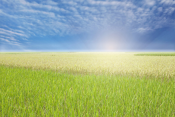포토 JPG 해외이미지 식물 구름 계절 백그라운드 밭 농업 자연 하늘 풍경 사람없음 여름 파란색 태양 농장 환경 봄 시골 땅 장면 내추럴 밭일 해외202004 해외포토 자연요소 산업 컬러 생태계 파일형식 이미지허브