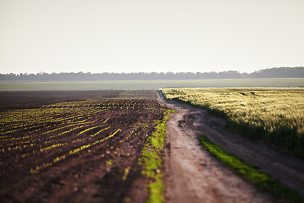 포토 JPG 해외이미지 나무 계절 여행 백그라운드 밭 자연 하늘 휴가 파노라마 풍경 사람없음 야외 목재 초록색 파란색 농작물 햇빛 노란색 맑음 봄 흰색 시골 숲 5월 시리얼 밀 장면 내추럴 우크라이나 호밀 해외202004 해외포토 식물 유럽 음식 컬러 농업 재료 날씨 곡류 촬영기법 태양 날짜 생태계 파일형식 이미지허브