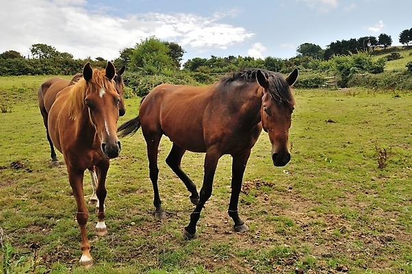 포토 JPG 해외이미지 동물 포유류 3 서기 성인 사람없음 농장 해외202004 해외포토 농업 모션 사람 파일형식 이미지허브
