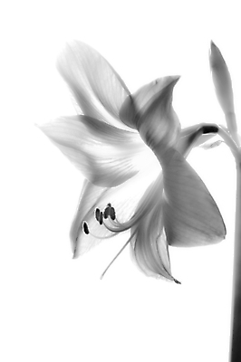 포토 JPG 해외이미지 식물 꽃잎 꽃 줄기 백그라운드 꽃무늬 전구 자연 사람없음 정원 검은색 봄 활발 벚꽃 흰색 개화 우아함 닫기 유기농 꽃가루 꽃수술 해외202004 해외포토 웰빙 계절 컬러 컨셉 무늬 모션 가루 생태계 파일형식 이미지허브