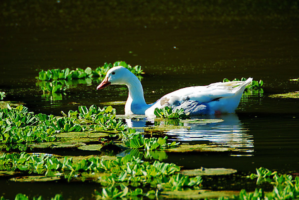 포토 JPG 해외이미지 동물 야생동물 자연 조류 사람없음 수영 흰색 연못 거위 물새 동물상 해외202004 해외포토 컬러 조형물 수상스포츠 생태계 파일형식 이미지허브