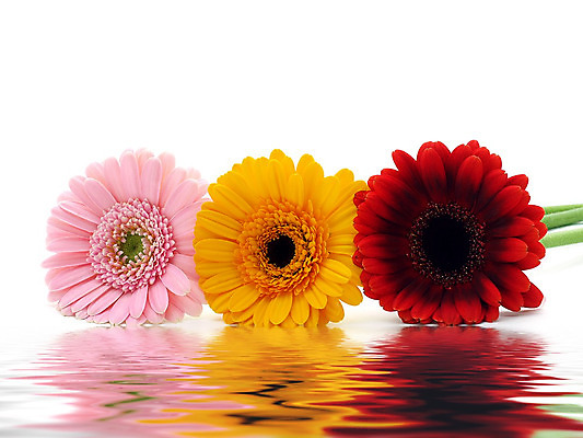 포토 JPG 해외이미지 식물 꽃 줄기 분홍색 백그라운드 오렌지 발렌타인데이 선물 사람없음 초록색 컬러풀 노란색 봄 벚꽃 흰색 신선 개화 닫기 큼 묘사 원예 데이지 꽃가루 거베라 고립 넘어짐 해외202004 해외포토 계절 컬러 과일 모션 데이이벤트 취미 크기 가루 파일형식 이미지허브