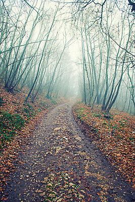 포토 JPG 해외이미지 길 겨울 풍경 사람없음 목재 이탈리아 추위 안개 시골 숲 뿌연 해외202004 해외포토 나무 계절 유럽 재료 날씨 파일형식 이미지허브