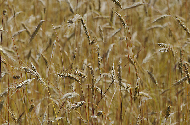 포토 JPG 해외이미지 꽃 줄기 밭 산 수염 옥수수 사람없음 황금 낟알 밀 귀 분무기 불가리아 해외202004 해외포토 식물 농업 곡류 신체부위 파일형식 남유럽 이미지허브