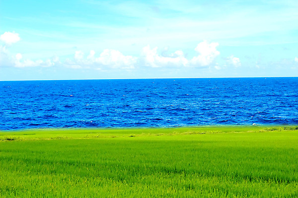포토 JPG 해외이미지 구름 음식 백그라운드 잎 농업 자연 하늘 밥 날씨 씨앗 사람없음 여름 파란색 빛 농작물 햇빛 농장 노란색 우주 환경 맑음 흰색 낟알 시리얼 가득함 천국 솜털 논밭 숙성 해외202004 해외포토 자연요소 식물 계절 산업 컬러 밭 논 태양 생태계 파일형식 이미지허브