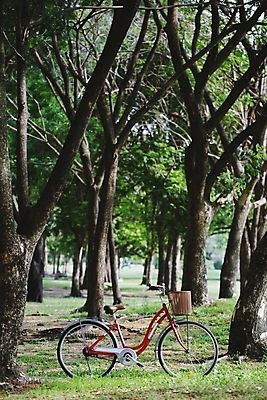 포토 JPG 해외이미지 나무 식물 라이프스타일 계절 공원 스포츠 여행 백그라운드 밭 교통시설 자연 휴가 휴식 건강 서기 풍경 사람없음 야외 빨간색 초록색 여름 운동 우주 정원 맑음 자전거 헬스사이클 봄 수확 신선 정상 승차 숲 그늘 싱글 순환 바이킹 옛날 평야 혼자 해외202004 해외포토 공공시설 컬러 교통 컨셉 농업 모션 날씨 생활 바이크 운동기구 시설 생태계 파일형식 이미지허브