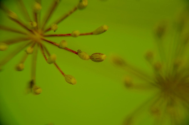 포토 JPG 해외이미지 식물 동물 꽃 음식 줄기 곤충 백그라운드 잎 꽃무늬 채소 오렌지 자연 추상 씨앗 사람없음 야외 빨간색 초록색 여름 노란색 환경 정원 검은색 봄 줄무늬 벚꽃 신선 닫기 벌레 작음 허브 딱정벌레 향신료 묘사 유기농 내추럴 딜 회향 해외202004 해외포토 웰빙 계절 컬러 무늬 과일 모션 크기 생태계 향미료 파일형식 이미지허브