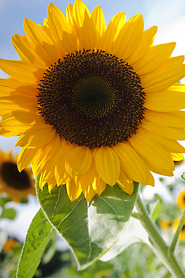 포토 JPG 해외이미지 식물 계절 꽃잎 꽃 문화 지구 백그라운드 잎 꽃무늬 밭 농업 오렌지 자연 하늘 해바라기 풍경 사람없음 야외 초록색 여름 파란색 농작물 컬러풀 태양 농장 노란색 맑음 봄 활발 성장 벚꽃 시골 원형 개화 장면 흐림 내추럴 밭일 해외202004 해외포토 자연요소 도형 산업 컬러 컨셉 무늬 과일 날씨 생태계 파일형식 이미지허브