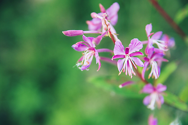 포토 JPG 해외이미지 식물 공원 꽃잎 꽃 음료 분홍색 백그라운드 잎 꽃무늬 밭 자연 건강 풍경 사람없음 초록색 여름 약 보라색 들꽃 벚꽃 신선 개화 차 약국 허브 제비꽃 유기농 내추럴 고립 해외202004 해외포토 웰빙 계절 공공시설 컬러 무늬 농업 의학 생태계 파일형식 이미지허브