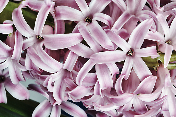 포토 JPG 해외이미지 식물 꽃잎 꽃 꽃다발 잎 자연 사람없음 장식 정원 종 묘사 폴란드 영원 히아신스 해외202004 해외포토 유럽 생태계 파일형식 이미지허브