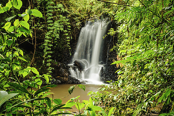 포토 JPG 해외이미지 잎 자연 사람없음 물 관광지 강 침묵 폭포 습기 젖음 촉촉함 흐름 개울 중앙아메리카 숲 열대우림 암초 코스타리카 해외202004 해외포토 자연요소 식물 여행 컨셉 아메리카 소리 생태계 파일형식 이미지허브