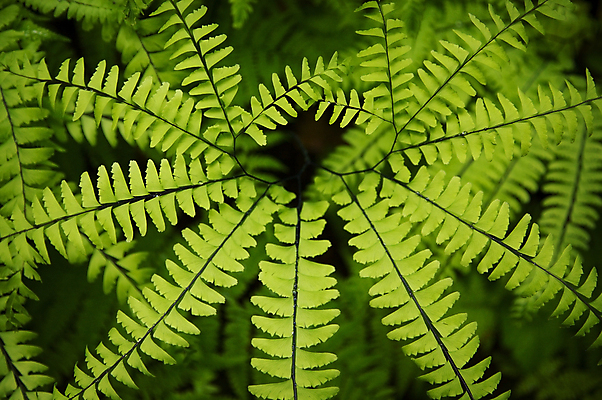 포토 JPG 해외이미지 식물 백그라운드 잎 자연 사람없음 초록색 환경 봄 성장 숲 양치류 해외202004 해외포토 계절 컬러 생태계 파일형식 이미지허브