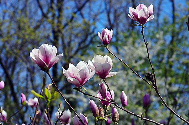 포토 JPG 해외이미지 나무 식물 계절 공원 꽃잎 꽃 길 선 분홍색 백그라운드 자연 하늘 부활절 사람없음 야외 파란색 머리 정원 보라색 봄 벚꽃 흰색 나뭇가지 신선 개화 백합 4월 순수 오브젝트 원예 꽃가루 목련 내추럴 취급주의 해외202004 해외포토 공공시설 기념일 컬러 컨셉 경고 취미 신체부위 날짜 가루 생태계 파일형식 이미지허브