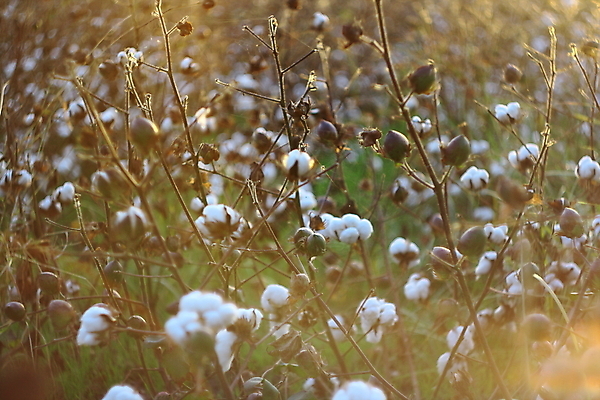 포토 JPG 해외이미지 식물 손 꽃 산업 밭 농업 공 자연 하늘 사람없음 파란색 농작물 농장 수확 성장 흰색 직물 면 닫기 수집 유기농 부드러움 섬유 솜털 남쪽 내추럴 밭일 숙성 세련 해외202004 해외포토 웰빙 컬러 모션 신체부위 감각 방향 생태계 파일형식 이미지허브