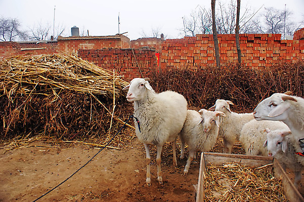 포토 JPG 해외이미지 사람없음 반려동물 양 신장 양고기 램 해외202004 해외포토 동물 포유류 육류 비뇨기관 파일형식 이미지허브