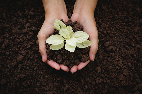 포토 JPG 해외이미지 주간 손 들기 야외 신체부위 새싹 흙 해외202004 해외포토 자연요소 식물 모션 사람 파일형식 이미지허브